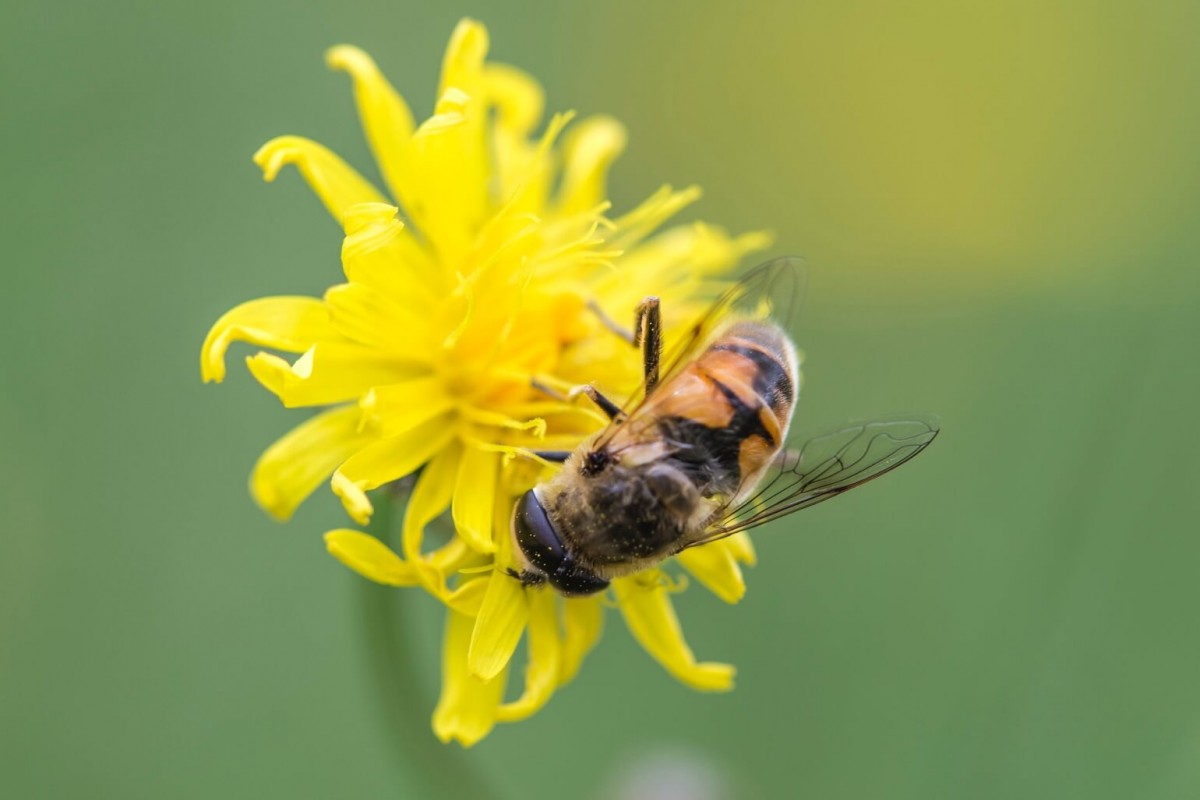 Honeybee on a Yellow Flower