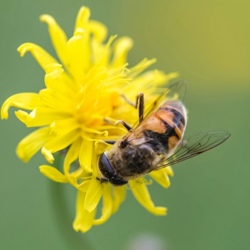 Honeybee on a Yellow Flower