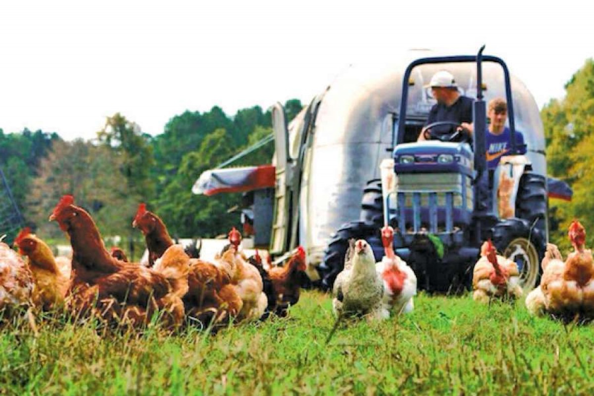 A tractor in a field with chickens in the foreground